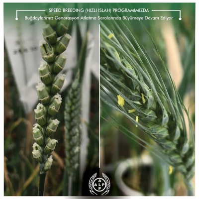 Speed Breeding (Hızlı Islah) Programımızda