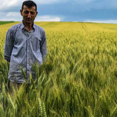 Amasya'da Ekiz Ekmeklik Buğday